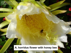 گل از نمای نزدیک Acanthocereus horridus