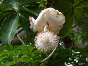گل درخت adansonia digitata