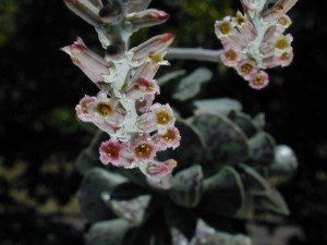 گل های Adromischus cooperi