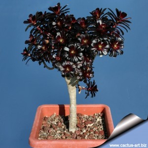 یک درختچه بالغ Aeonium arboreum