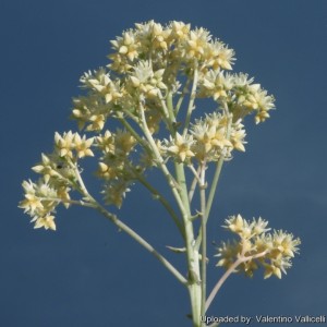 ساقه ی گل های Aeonium_sunburst