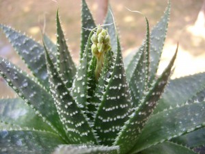 جوانه ی تازه ی گل Aloe aristata