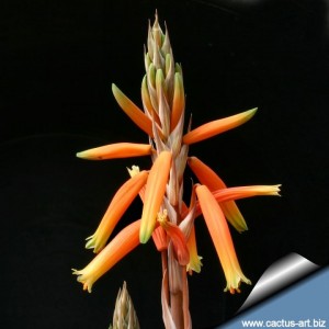 گل Aloe humilis