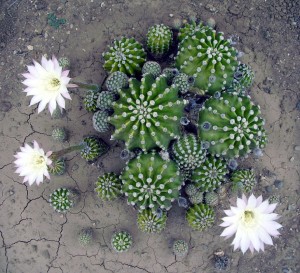 Echinopsis-oxygona2