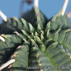 Euphorbia_infausta_16814_m