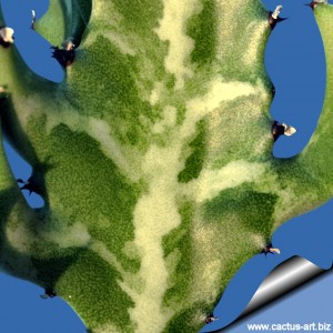 Euphorbia_lactea_02_810