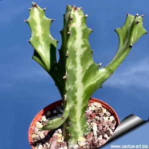 Euphorbia_lactea_sd_810