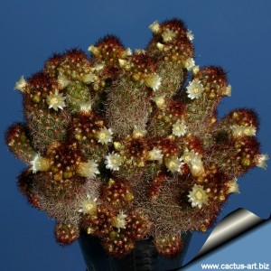 Mammillaria_elongata_copper_king_810