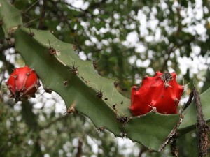 میوه ی قرمزرنگ Acanthocereus tetragonus