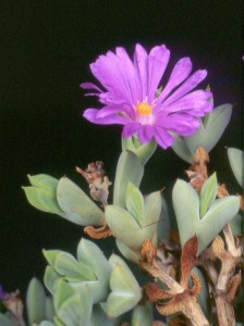 braunsia_apiculata