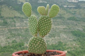 photo-cactus-raquette