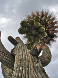 saguaro-10-buds