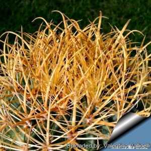 تیغ Ferocactus Chrysacanthus از نزدیک