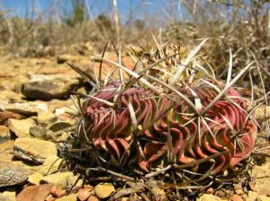  Echinofossulocactus multicostatus در زیستگاه